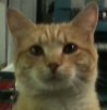 Gato.jpg