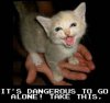 takethiscatms6.jpg
