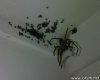 spider_and_babies.jpg