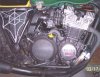 spider web side cover.jpg