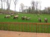 elk 1.jpg