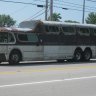 greyhound
