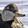 Blackduck